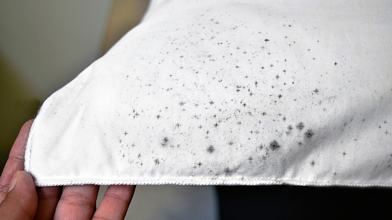 生地に発生したカビ